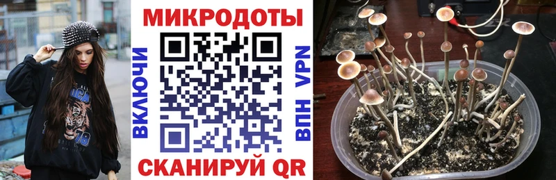 где купить Староминская дарк нет какой сайт Галлюциногенные грибы Cubensis